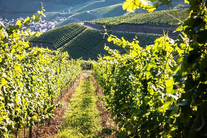 Cape Winelands shared day tour from Cape Town to Stellenbosch and Franschhoek - Marianne Wine Estate and the biltong pairing