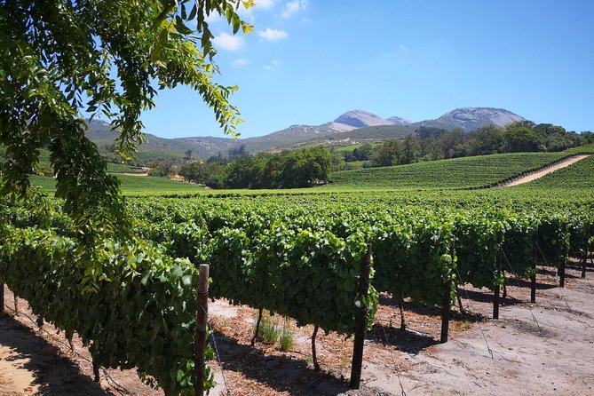 Cape Winelands Stellenbosch Franschhoek Paarl Tour from Cape Town - Private transport makes the route easier