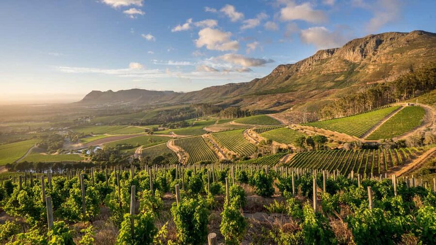 Capetown Private Wine Tour: Manor tour, cellar tour included - Steenberg Wine Farm and its sparkling start