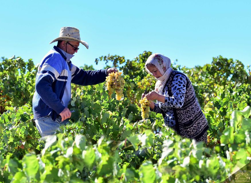 Cappadocia: Private Half-Day Vineyards & Wine Tasting Tour - Walking among the vineyards