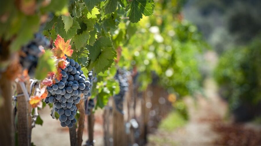Cappadocia: Private Half-Day Vineyards & Wine Tasting Tour - The guide can shape the morning