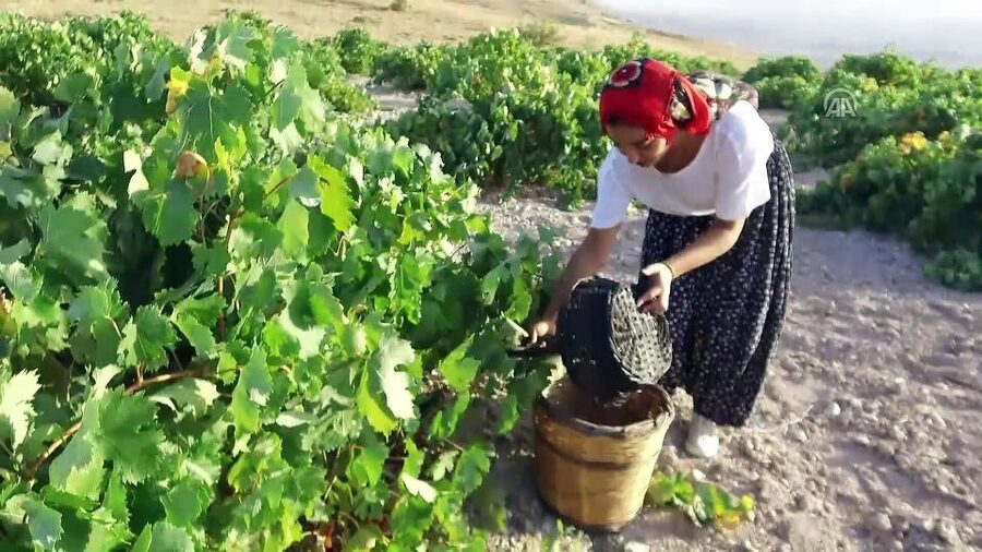 Cappadocia: Private Half-Day Vineyards & Wine Tasting Tour - Booking details that matter