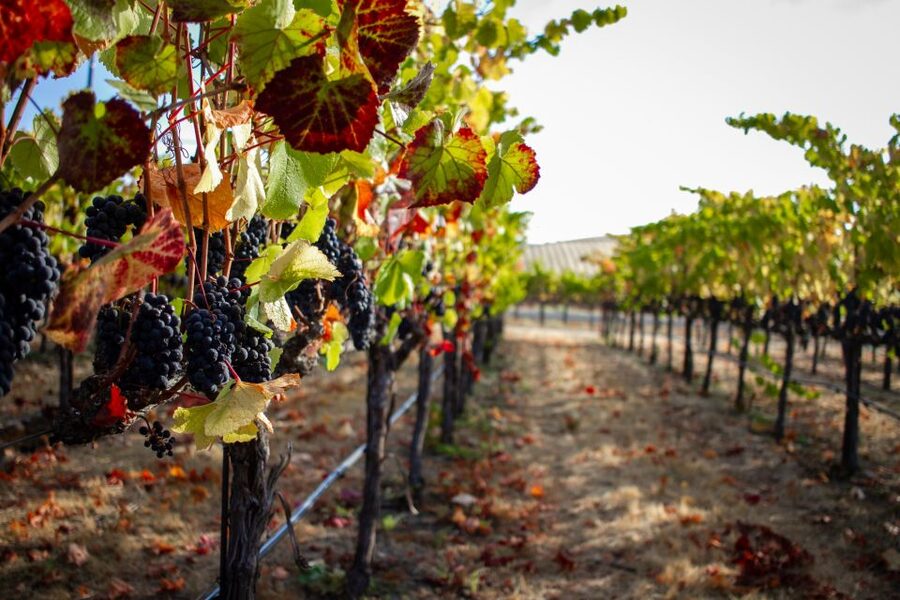 Cappadocia Vineyards Private Tour and Wine Tasting - Red Valley begins with a proper Cappadocian walk