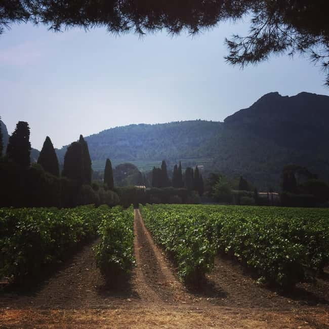 Cassis, Bandol, Le Castellet wine tour: Cliffs and Vineyards - Who should book this day