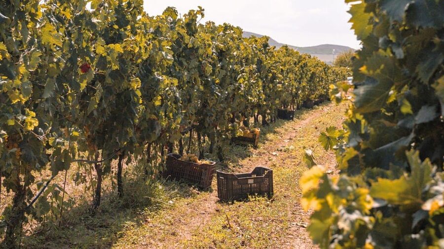Castelsardo: visit a vineyard with wine tasting at sunset - Walking the vineyard with Giovanni