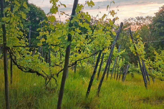 Castle Winery Tour & Tasting near Lake Maggiore - Four reds from the volcanic hills