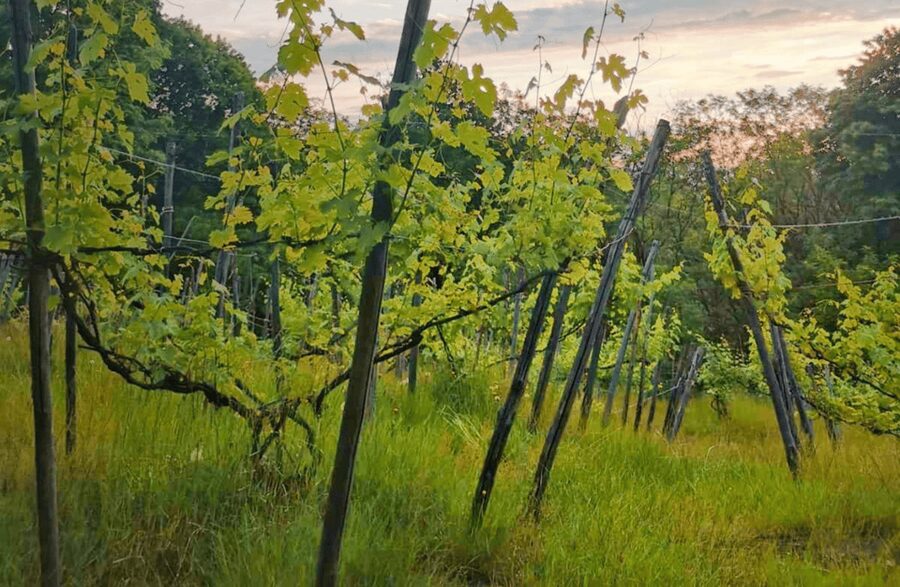 Castle Winery Tour & Tasting near Lake Maggiore - Booking details that affect the value