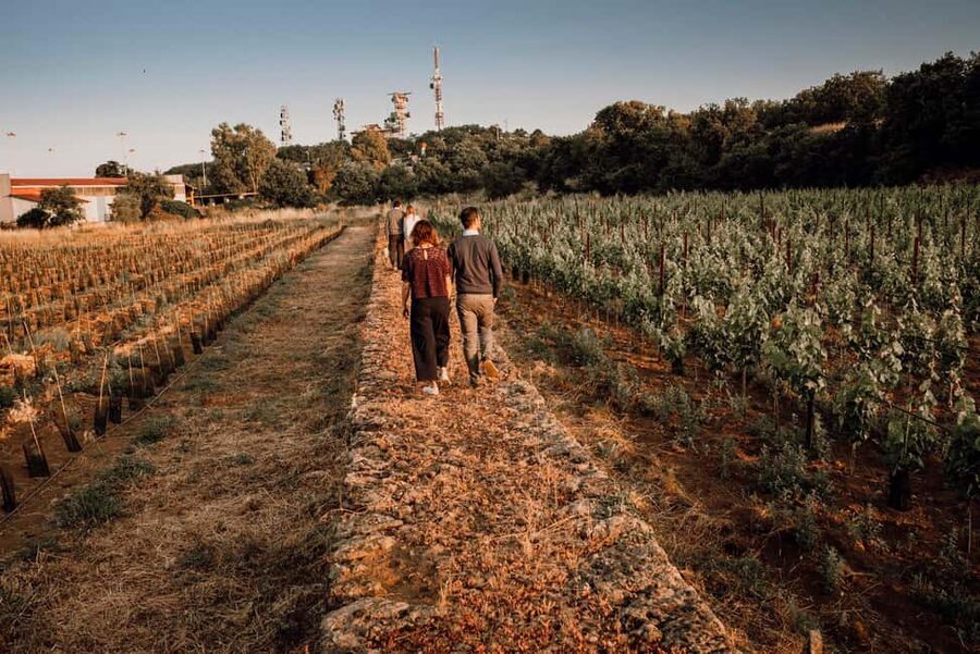 Catania: Etna Urban Winery Sicilian Lunch with Wine Tasting - Practical details before you book