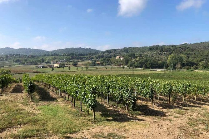 Cellar Tour & Wine Tasting - A Tuscan winery visit with time to slow down