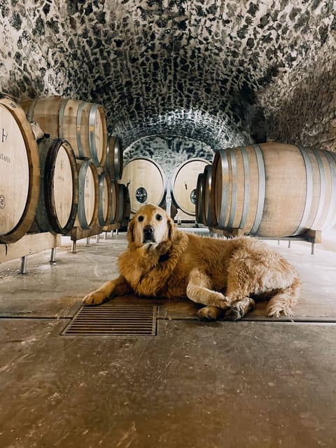 Champagne Cellar Experience: Explore our historic cellars - The Tasting: Three Champagnes and a Ratafia