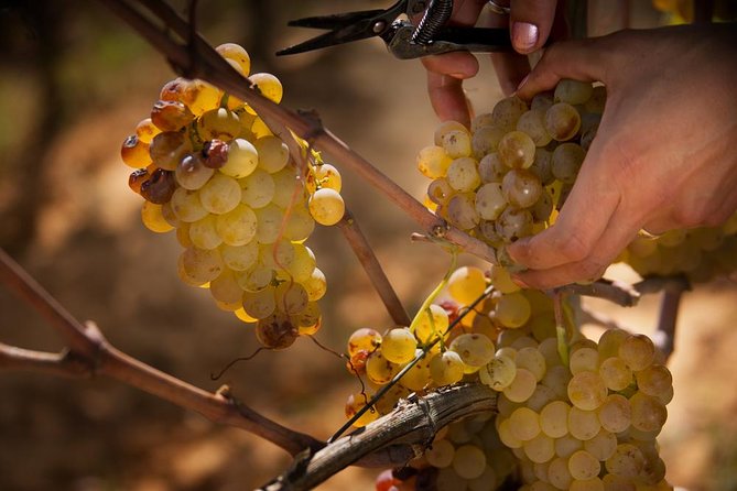 Champagne Cellar tour and tasting - What you taste, and an important detail to check