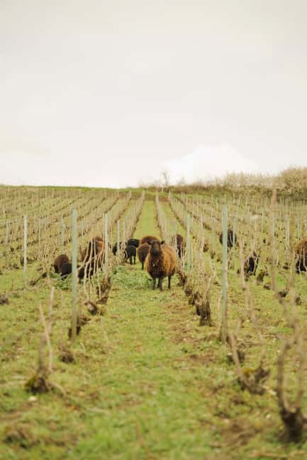 Champagne Vineyard Experience: Delve into the terroir - Going below ground into the historic cellar