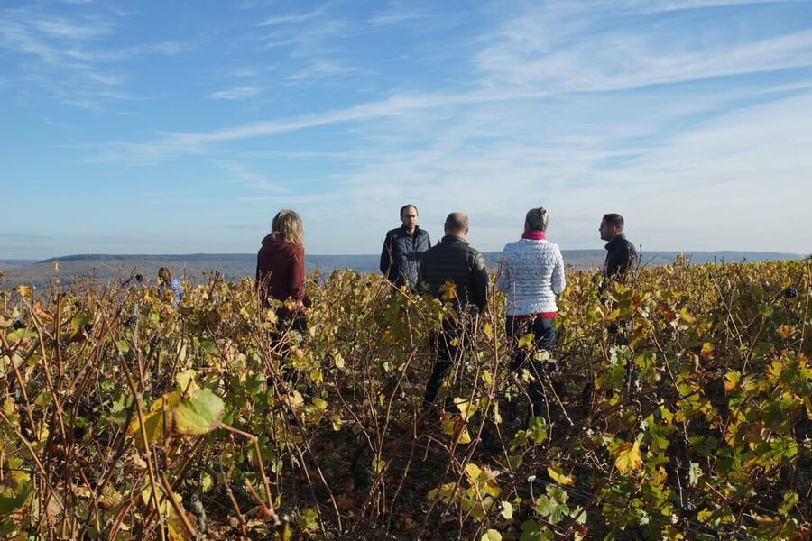Champagne Vineyard Experience: Delve into the terroir - Should you book this Champagne visit?