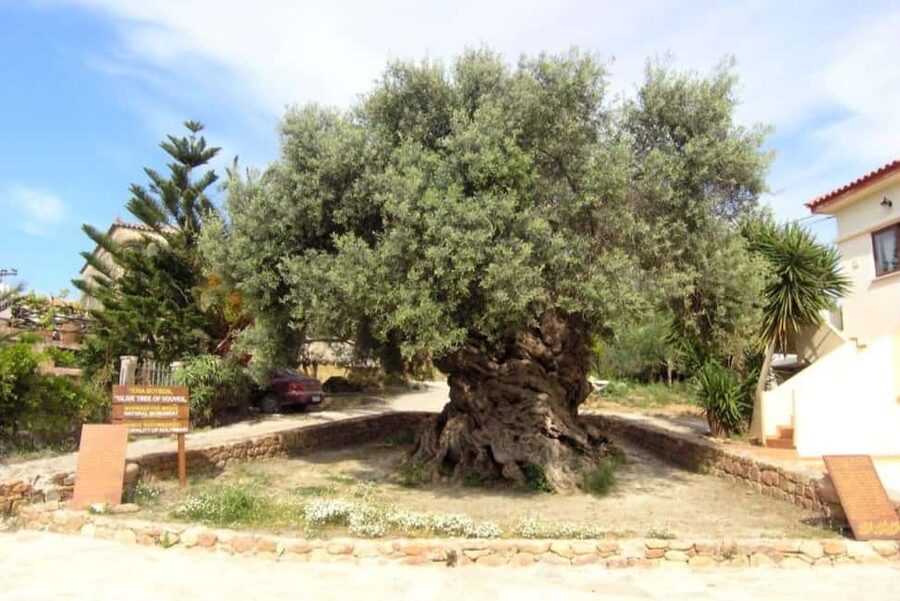 Chania Area: Food Tasting Tour with Winery Visit - Why this seven-hour food tour works