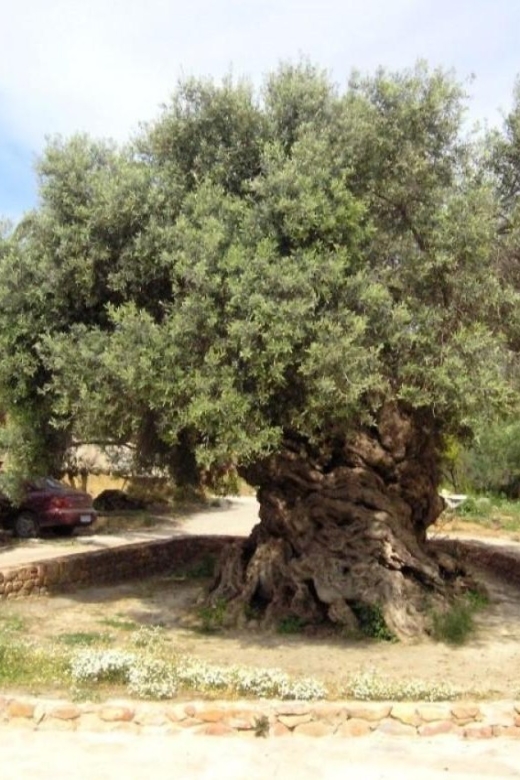 Chania Area: Food Tasting Tour with Winery Visit - What the $44 price really buys you