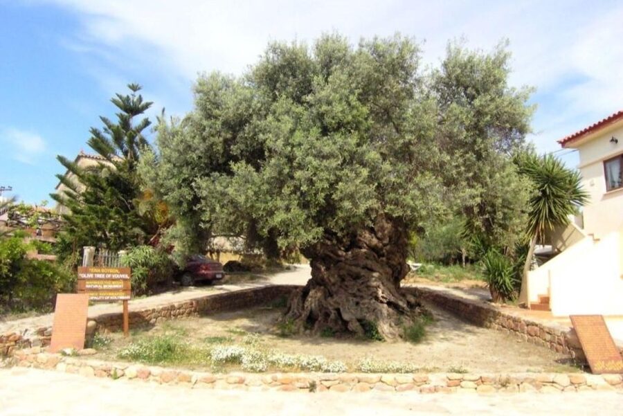 Chania Area: Food Tasting Tour with Winery Visit - Who should book this tour