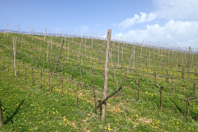 Chania Shore Excursion Off Road Vineyard and Winery Tour Half Day - Why the off-road route is the real draw