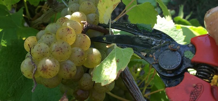 Château du Bois-Huaut: Cellar Tour and Wine Tasting Class - Starting among the vines