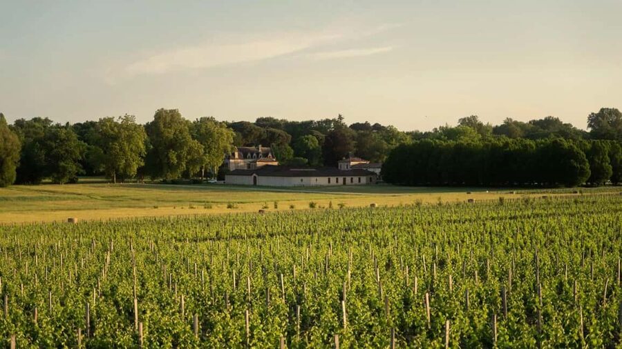 Château Olivier: One Hour Vineyard Tour with Wine Tasting - Meeting the guide and following the tour