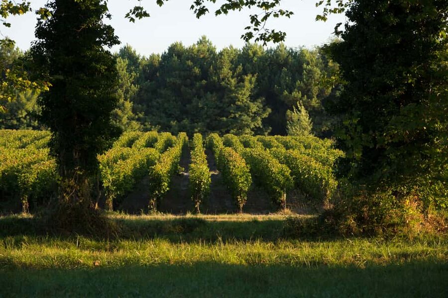 Château Olivier: One Hour Vineyard Tour with Wine Tasting - Getting from Bordeaux to the château