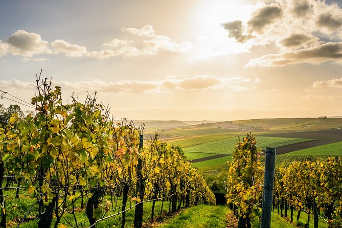 Chateauneuf du Pape and Luberon vineyard tour from Avignon - Key points to know before booking