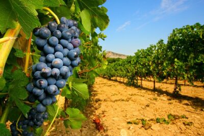 Châteauneuf du Pape Wine Day Tasting Tour including Lunch from Avignon