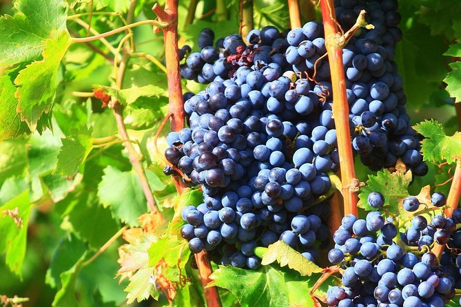 Châteauneuf du Pape Wine Day Tasting Tour including Lunch from Avignon - The small-group format is the real advantage