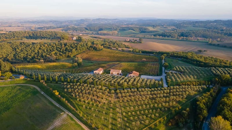 Chianciano Terme: Guided Winery Tour & Wine Tasting - A Short Visit to Poggio del Moro