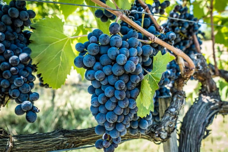 Chianciano Terme: Guided Winery Tour & Wine Tasting - Is $29 a Fair Price?