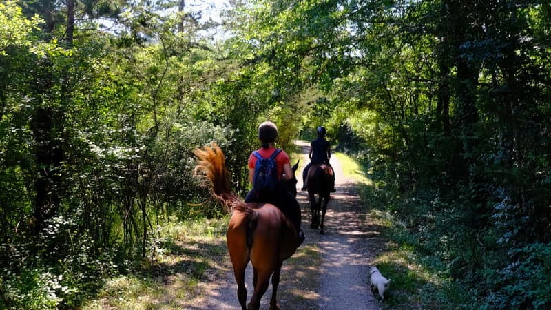Chianti: Horseback Riding Through Vineyards and Woods - A quiet way to see the Chianti countryside