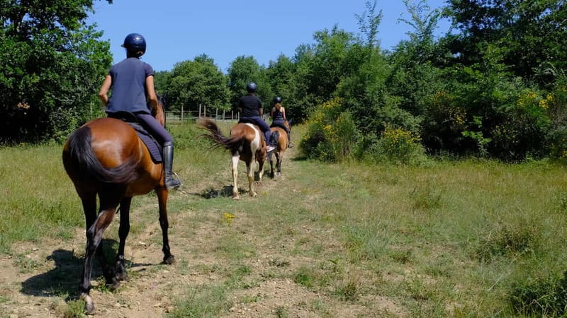 Chianti: Horseback Riding Through Vineyards and Woods - How the arrival and first few minutes work