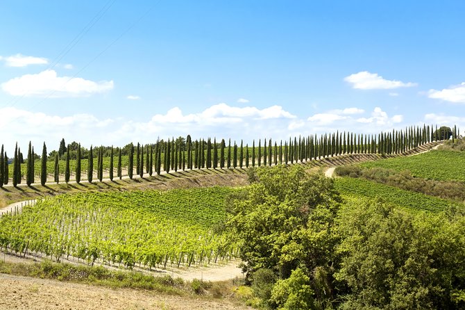 Chianti Lovers Two Wineries Tour With Lunch from Florence - Who should book this private Chianti experience