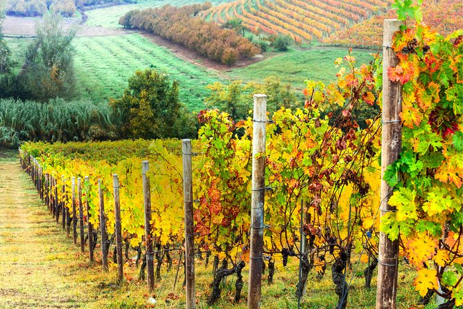 Chianti Lovers Two Wineries Tour With Lunch from Florence - First winery: start with organic Chianti wine