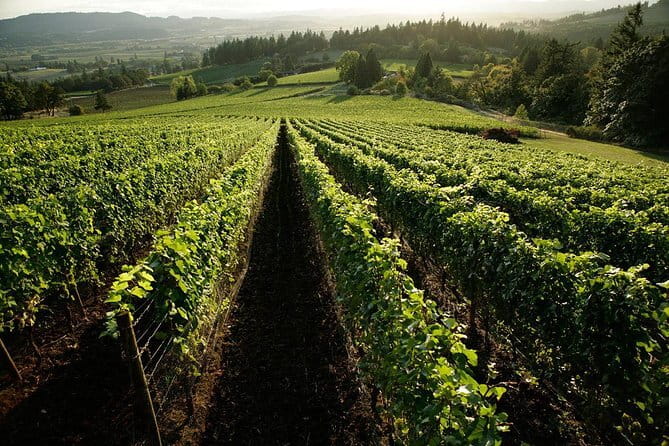 Chianti Vineyards Tours in Private Luxury Van from Florence - San Casciano and the garden at l’Apparita Estate