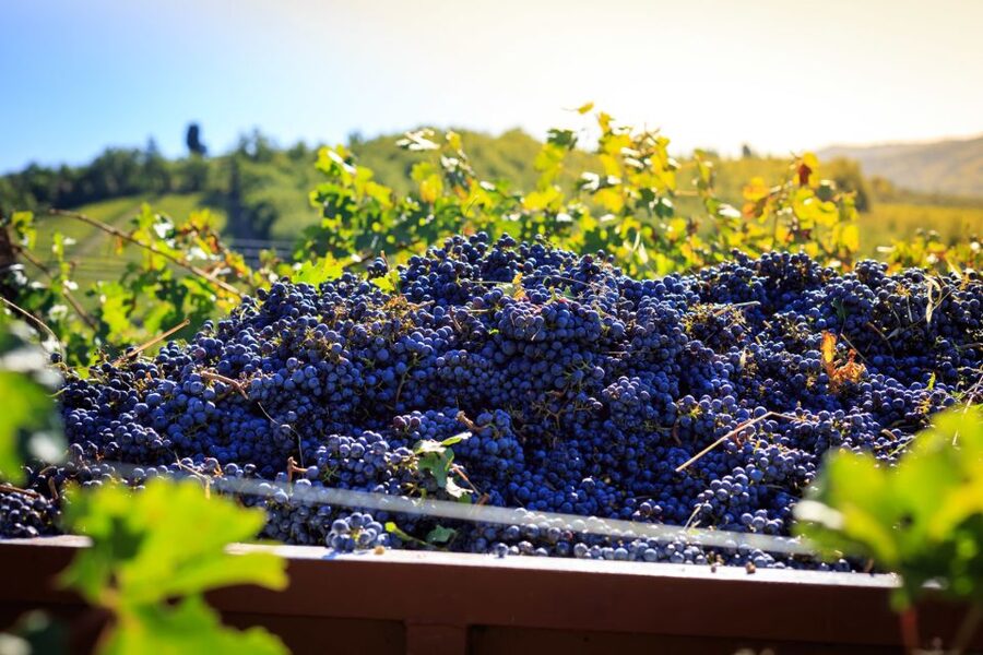 Chianti: Wine and Olive Oil Tasting with Cellar Tour - Key points to know