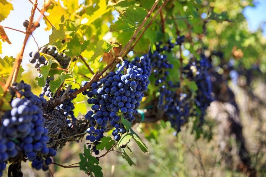 Chianti: Wine and Olive Oil Tasting with Cellar Tour - Value at $39.86 per person