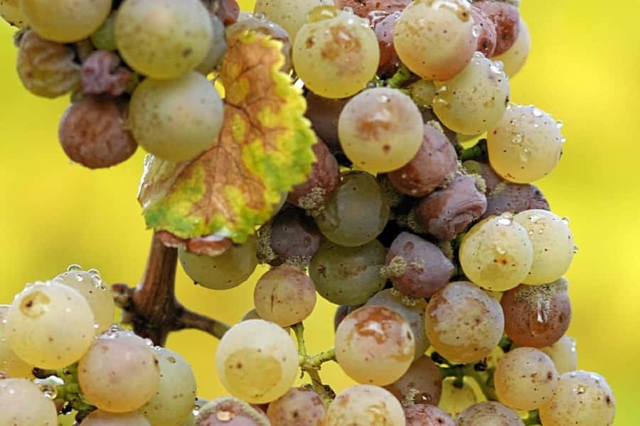 Clare Valley Wine Escape - Taylor Wines and the making of the wine