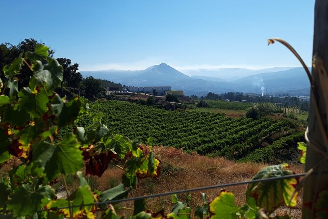 Classic Tasting | Quinta de Santa Cristina Vinho Verde - Inside the winery, from grapes to bottling