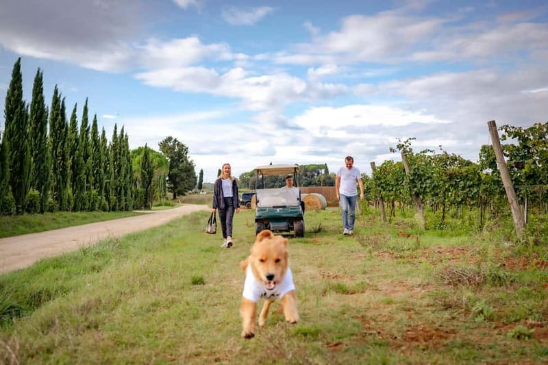 Classic: Vineyard Golf Cart Tour & Wine Tasting and Lunch - Olive oil and vinegar are part of the lesson