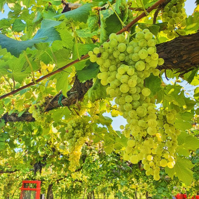 Conegliano: Prosecco Hills and Vineyards tour - Local food makes the tasting feel generous