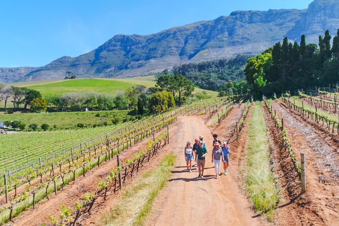 Constantia Wine Walk Storytelling Vineyard Tour with Lunch - Key points to know before you book