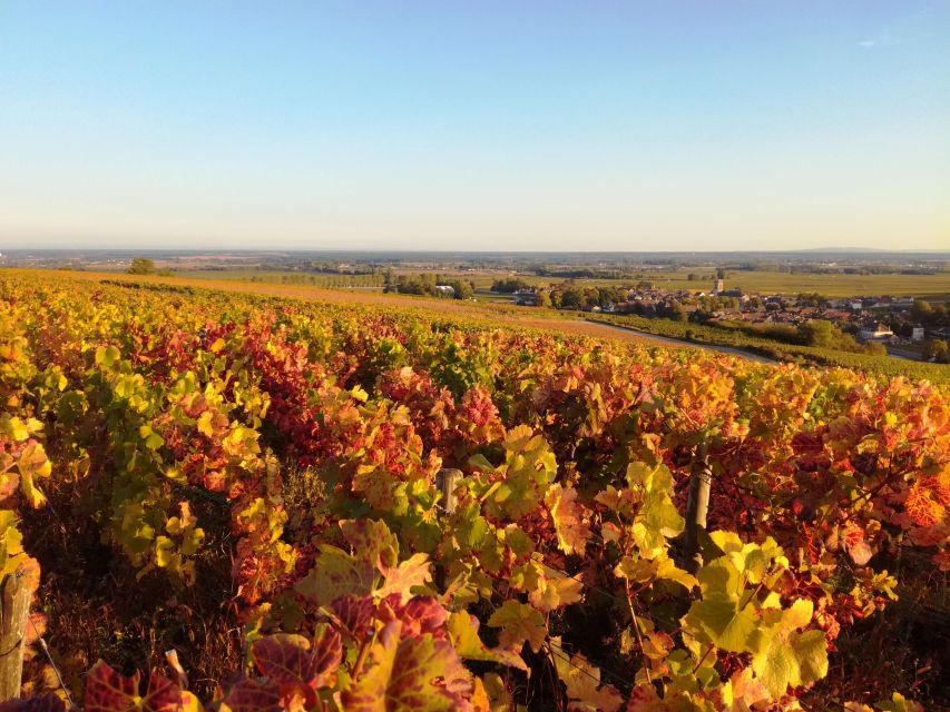 Côte de Nuits Private Local Wineries and Wine Tasting Tour - The final tasting in Chambolle-Musigny