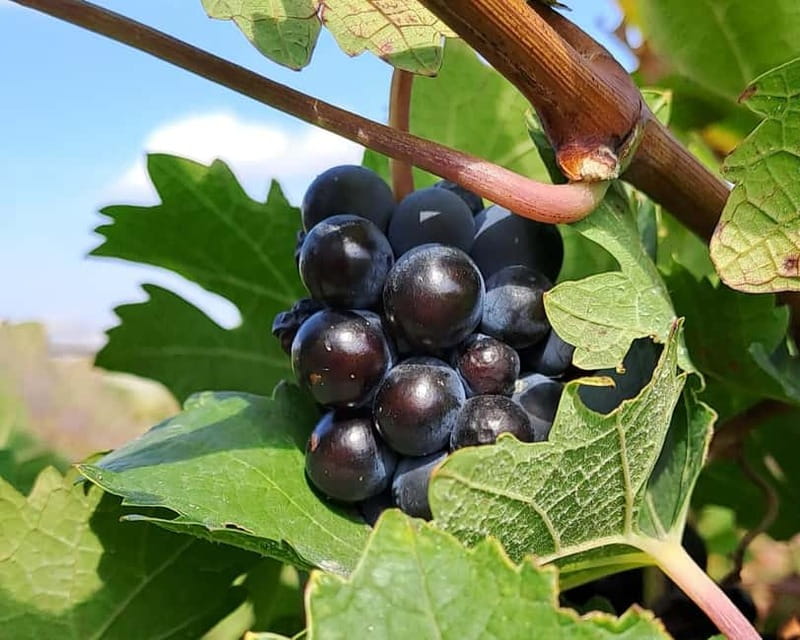 Crete: 2 Wineries Private Tour with Wine Tasting & Lunch - The olive mill: a useful first taste of Crete