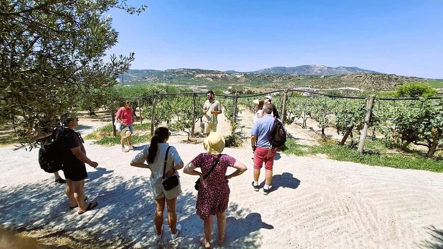 Crete: Knossos Palace, Winery & Olive Oil Tour with Lunch - Why this six-hour route works