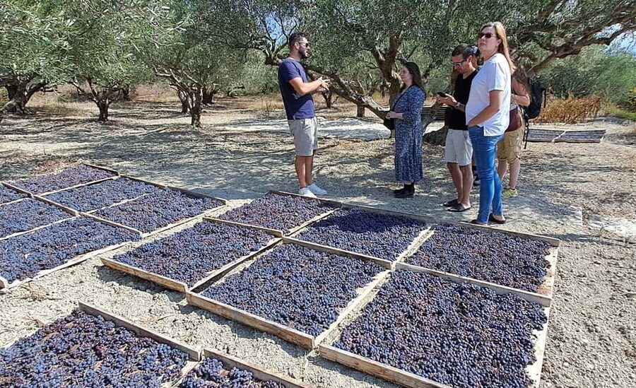 Crete: Knossos Palace, Winery & Olive Oil Tour with Lunch - Who will enjoy this tour most