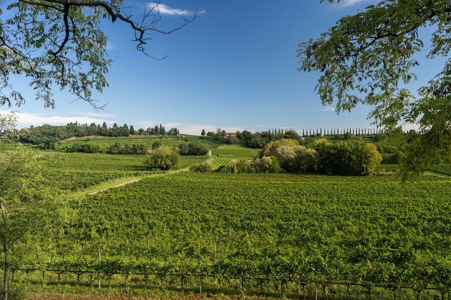 Custoza: Organic Wine Tasting with Vineyard and Cellar Tour - Organic production and the Garda Morainic Hills