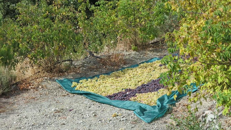 Cyprus: Troodos Mountains Villages and Wineries Tour - Key points to know before booking