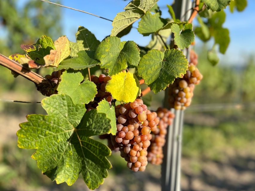 Czech Vineyards and Wine Tasting 4WD Tour with Lunch - Key points to know before booking
