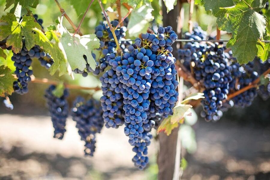 Day Tour To Etna Volcano, Winery and Taormina from Catania - Is $564.62 a fair price?