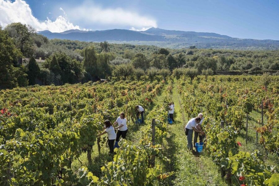 Day Tour To Etna Volcano, Winery and Taormina from Catania - FAQ